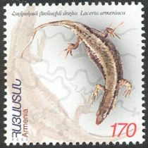 Armenian Lizard (Lacerta armeniaca)