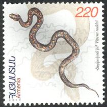 Armenian Viper (Vipera raddei)