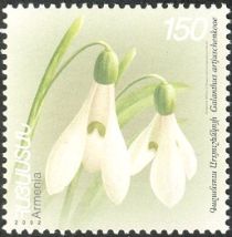 Snowdrop (Galanthus artjuschenkoae)