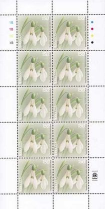 Snowdrop (Galanthus artjuschenkoae)