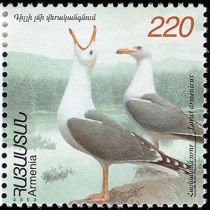 Armenian Gull (Larus armenicus)