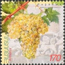 White Voskehat Grapes