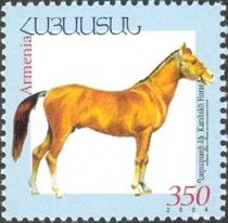 Karabakh Horse (Equus ferus caballus)