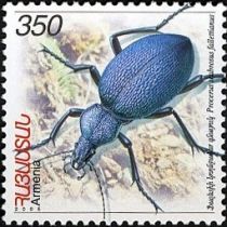 Falletti's Ground Beetle (Procerus scabrosus fallettianus)