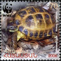 Horsfield's Tortoise (Testudo horsfieldii)