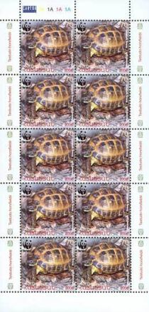 Horsfield's Tortoise (Testudo horsfieldii)