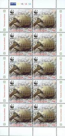 Horsfield's Tortoise (Testudo horsfieldii)