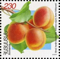 Karmir Nakhidgevanik Apricots (Armeniaca vulgaris)