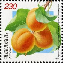 Dekhin Nakhidgevanik Apricots (Armeniaca vulgaris)