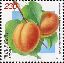 Hosroveni Karmir Apricots (Armeniaca vulgaris)