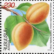 Dhenanush vahaas Apricots (Armeniaca vulgaris)