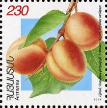 Vahaas Vardaguin Apricots (Armeniaca vulgaris)