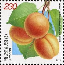 Karmreni Apricots (Armeniaca vulgaris)