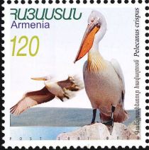 Dalmatian Pelican (Pelecanus crispus)