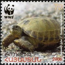 Horsfield's Tortoise (Testudo horsfieldii)