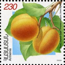 Sateni Dekhin Apricots (Armeniaca vulgaris)