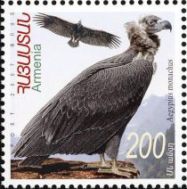 Cinereous Vulture (Aegypius monachus)