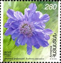 Caucasian Pincushion Flower (Scabiosa caucasica)