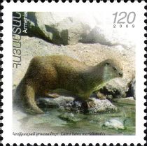 Eurasian Otter (Lutra lutra ssp. meridionalis)