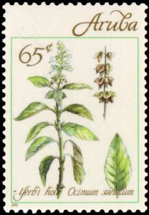 Yerbi Hole (Ocimum sanctum)