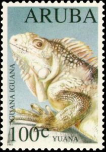 Green Iguana (Iguana iguana)