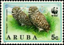 Burrowing Owl (Athene cunicularia)