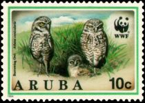 Burrowing Owl (Athene cunicularia)