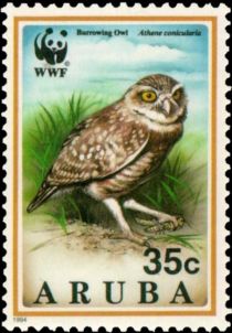 Burrowing Owl (Athene cunicularia)