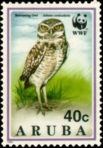 Burrowing Owl (Athene cunicularia)