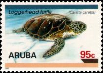 Loggerhead (Caretta caretta)