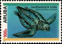 Leatherback Sea Turtle (Dermochelys coriacea)