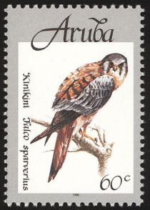 American Kestrel (Falco sparverius)