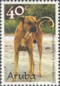 Creole Domestic Dog (Canis lupus familiaris)