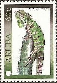 Green Iguana (Iguana iguana)