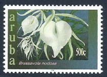 Brassavola nodosa