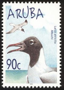 Laughing Gull (Larus atricilla)