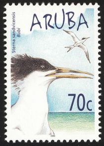 Sandwich Tern (Sterna sandvicensis)