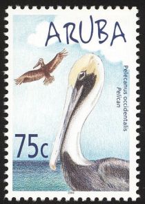 Brown Pelican (Pelecanus occidentalis)