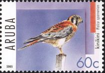 American Kestrel (Falco sparverius)