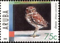 Burrowing Owl (Athene cunicularia)