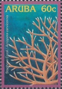 Staghorn Coral (Acropora cervicornis)