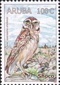 Burrowing Owl (Athene cunicularia arubensis)