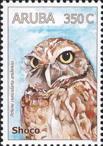 Burrowing Owl (Athene cunicularia arubensis)