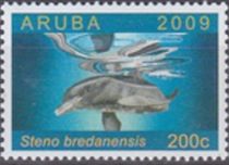 Rough-Toothed Dolphin (Steno bredanensis)