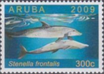 Atlantic Spotted Dolphin (Stenella frontalis)