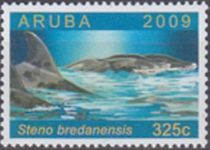 Rough-Toothed Dolphin (Steno bredanensis)