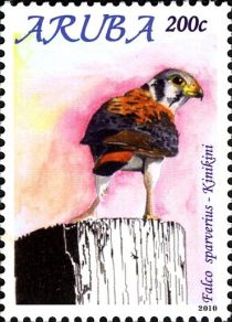 American Kestrel    (Falco sparverius)