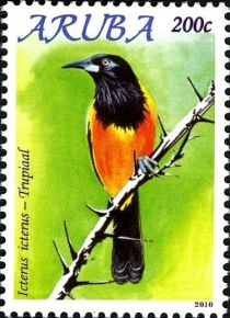 Venezuelan Troupial (Icterus icterus)