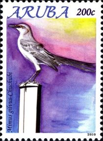 Tropical Mockingbird (Mimus gilvus)