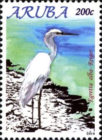 Great Egret (Egretta alba)